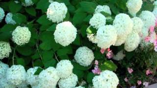 Hydrangea arborescens Annabelle  Smooth Hydrangea [upl. by Namad]