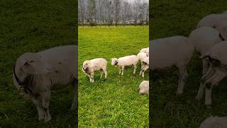 White Dorper Sheep at the Alps 🇨🇭 [upl. by Tolman]