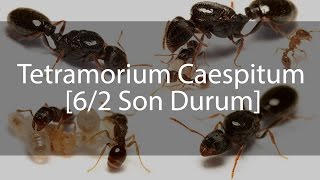 Tetramorium Caespitum Journal  Günlük  62 [upl. by Phira402]