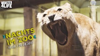 Nachts im Zoo 2017  Allwetterzoo Münster [upl. by Keffer75]