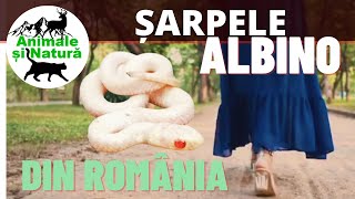 Șarpe alb cu ochi roșii descoperit în România O nouă specie sau o varietate rară [upl. by Ennirroc]