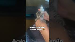 Afiyet olsun kuzum 😻 catvideos cat kedisesi kedi 🎥betulbet [upl. by Arraeit]