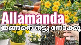 2 Ways to Grow allamanda plant l Rooting hormone l grow from stem cutting [upl. by Sel]