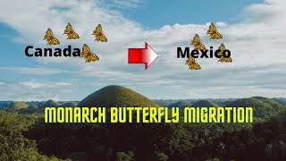 Monarch Butterfly Migration  Amazing Facts [upl. by Photima104]