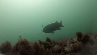 20211014  Tautog at High Pine Ledge [upl. by Lay]