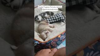 Ready Pomsky Puppies Jakarta dog minihusky doglover dog pets [upl. by Neleh]