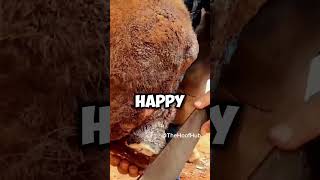 HORSE Got BITTEN BY A Snake  horse animals hoof [upl. by Boles]