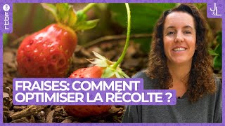 Fraises  comment optimiser sa récolte au potager  Jardins et Loisirs [upl. by Damle681]