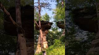 Leaping Dog 🐕 Across two Rock Ledges Dogs amazing [upl. by Robins]