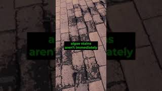 Algae on Your Roof Here’s What You Need to Know [upl. by Evangelina]