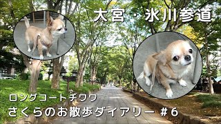 【チワワ】愛犬さくらのお散歩ダイアリー ６【氷川参道】 [upl. by Doowyah]