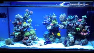 Schwings Reef Tank 500l 130gal 2 months  powered by ATI sunpower Vortech mp40W amp NYOS [upl. by Elyad]