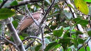 Regent bowerbird  female [upl. by Sybilla]