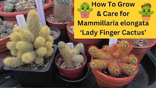 How to Grow amp Care for Mammillaria elongata Lady Finger Cactus cacti cactus [upl. by Elyn]