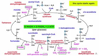 Cellular Respiration Part 2 The Citric Acid Cycle [upl. by Nytsirhc520]