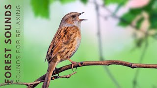 Birds Singing  Early Morning Wild Birds Chirping Relaxing Bird Sounds Heal Stress Songbirds [upl. by Aikenahs]