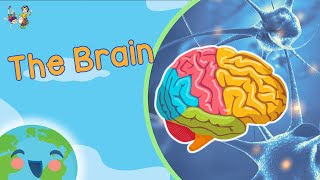 The Brain For Kids  How Does Brain Work Learning Videos For Kids [upl. by Grunenwald]