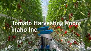 inaho Inc  Autonomous Tomato Harvesting Robot ver2 [upl. by Jarvis]