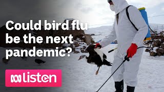 Could bird flu be the next pandemic  ABC News Daily podcast [upl. by Ise697]