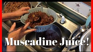 How to Make Muscadine Juice for Homemade Jelly  AldermanFarms [upl. by Wende393]