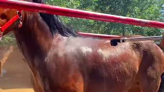 For all horse lovers  Live Stream November 19 2024 [upl. by Wendeline226]