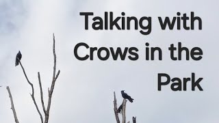 Crows  Talking With Crows  Crows in the Park  Learn Stuff With Onen [upl. by Ingra]