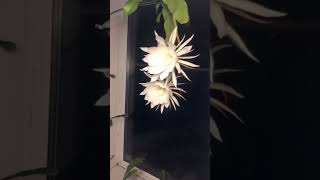 Night Blooming Cereus😍 [upl. by Teteak]