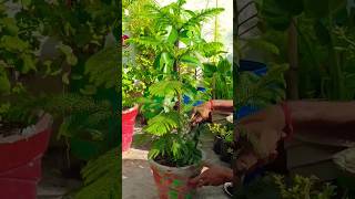 How to Care Araucaria plant🌲  christmas Tree viral mygarden trending plants christmas shorts [upl. by Cardinal]