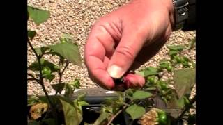 Squeezing an Atropa belladonna berry deadly nightshade [upl. by Eseilanna]