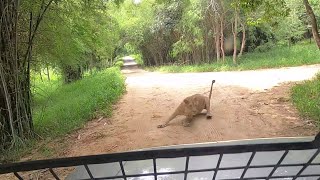 Bannerghatta National Park  Tamil Vlog  Part 1  Safari amp Butterfly Park [upl. by Neram]