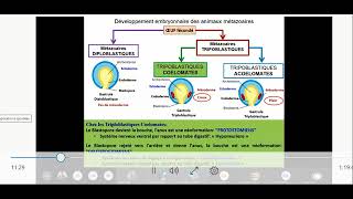 séance 1 Biologie animale INVERTEBRES Introduction et embranchement des protozoaires [upl. by Jerrold]