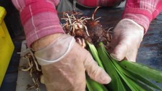 Treating amaryllis Hippeastrum off sets [upl. by Mailli]