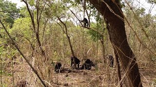 ISU anthropologist witnesses rare lethal aggression in African chimps [upl. by Akinyt]