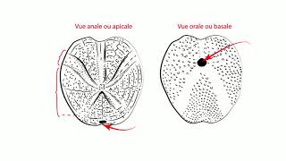 TP Paléontologie L2  Les Echinodermes par Mme RuaultDjerrab [upl. by Pearlstein]