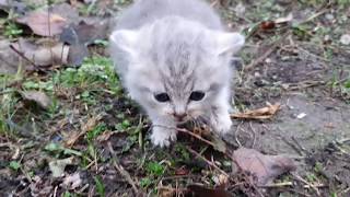 UNE FAMILLE TROUVE UN CHATON ABANDONNE TROP MIGNON 😍😍😿😿 [upl. by Norraj]