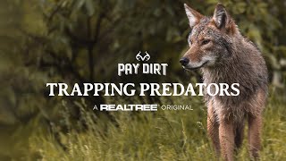 The Best Coyote Trapping Advice for Rookies  Predator Trapping 101  Land Management [upl. by Wallraff]