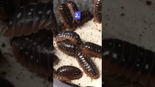 twotruthsandalie about the clown isopod  Armadillidium klugii ‘Montenegro’ [upl. by Ahcsap]