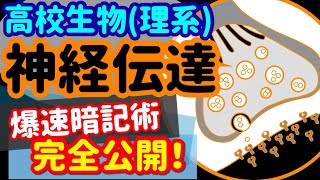 【高校生物 46】神経【神経伝達と神経伝達物質】を宇宙一わかりやすく [upl. by Nolitta]