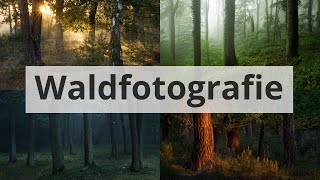 TIPPS zur NATURFOTOGRAFIE im WALD [upl. by Sinne330]