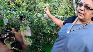 How to grow fruit plants  Benefits of having fruit plants  Terrace Garden Tips terracegarden [upl. by Leirum4]