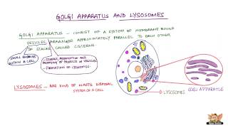 Golgi Apparatus And Lysosomes [upl. by Ardnod]