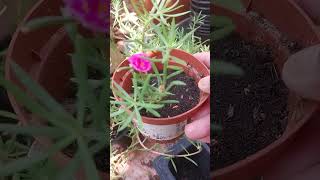 New plant Purslane flower propagate from cutting shortvideoph [upl. by Orimisac]