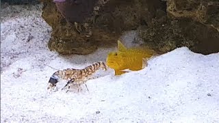 Goby and Pistol Shrimp Pair  Yellow Watchman Goby quotwatchingquot amp Tiger Pistol Shrimp quotworkingquot [upl. by Pebrook277]