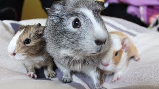 Meerschweinchen Babys von Trüffel  Die Meeries [upl. by Pang]