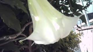 Urban Brugmansia suaveolens Scopolamine [upl. by Nudd719]