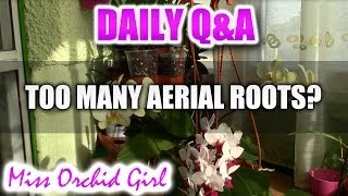 QampA  Do I have too many aerial roots on my Phalaenopsis Orchid [upl. by Arihppas230]