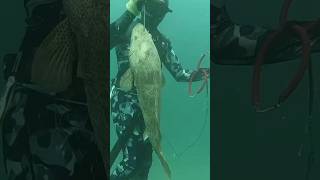 Spearfishing fishing spearfish fish woodenspeargun speargun ocean spearo shark spearow diy [upl. by Heddy]