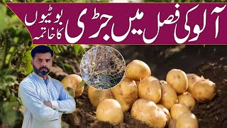 Weed Control in potato crop  Farming Expert 786 [upl. by Charters]