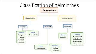 Diplydium caninum Diphyllobothrium latum amp Echinococcus granulosus [upl. by Pool910]