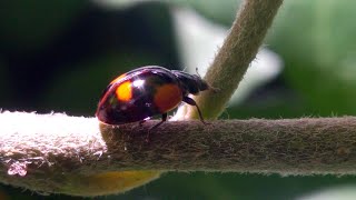 A ladybug maybe the black Adalia bipunctata [upl. by Kcirderfla]